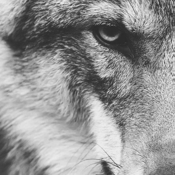 Meet your Posher, Louis - Picture 1 of 1